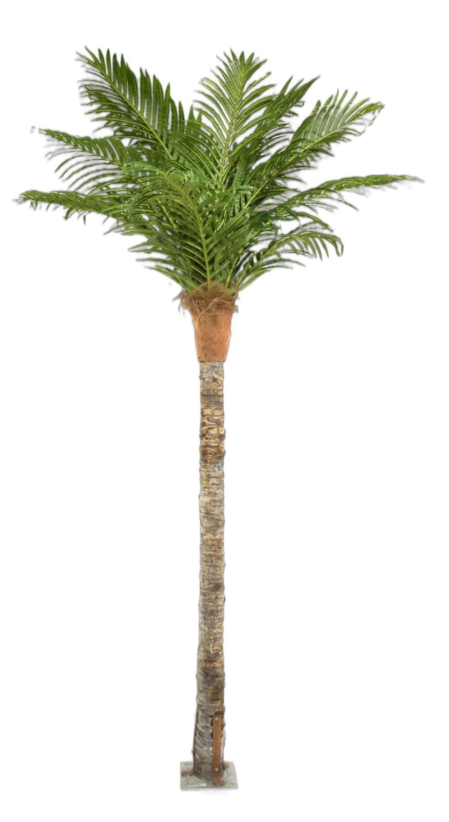 Premium miniature bonsai tree for home and office decor - Shweta Enterprise Hyderabad